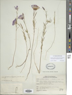 Clarkia cylindrica subsp. clavicarpa image