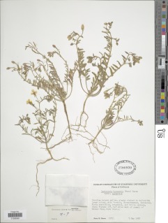 Camissonia kernensis subsp. kernensis image