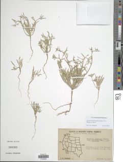 Camissoniopsis ignota image