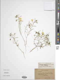Camissonia campestris subsp. campestris image
