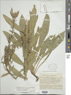 Oenothera elata subsp. hirsutissima image