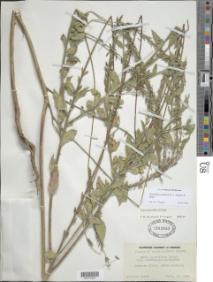 Oenothera curtiflora image