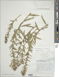 Image of Oenothera oakesiana