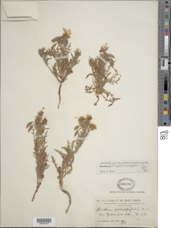 Image of Oenothera coronopifolia