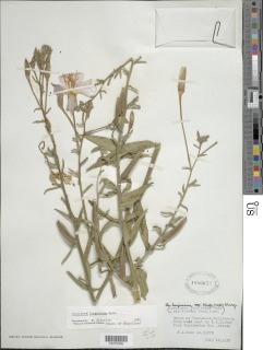 Image of Oenothera longissima