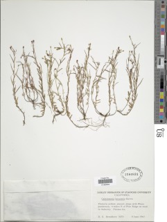 Image of Camissonia lacustris