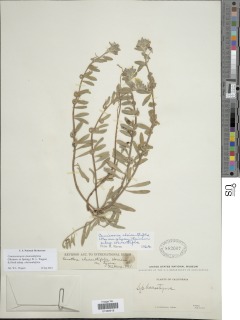 Camissoniopsis cheiranthifolia subsp. cheiranthifolia image