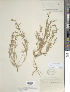 Camissoniopsis pallida subsp. pallida image