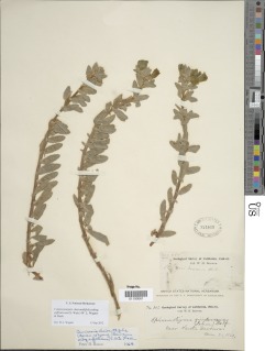 Camissoniopsis cheiranthifolia subsp. suffruticosa image