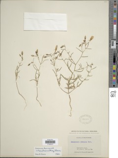 Camissonia kernensis subsp. gilmanii image