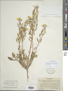 Chylismia claviformis subsp. cruciformis image
