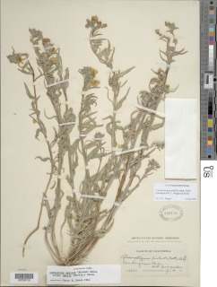 Camissoniopsis pallida subsp. hallii image