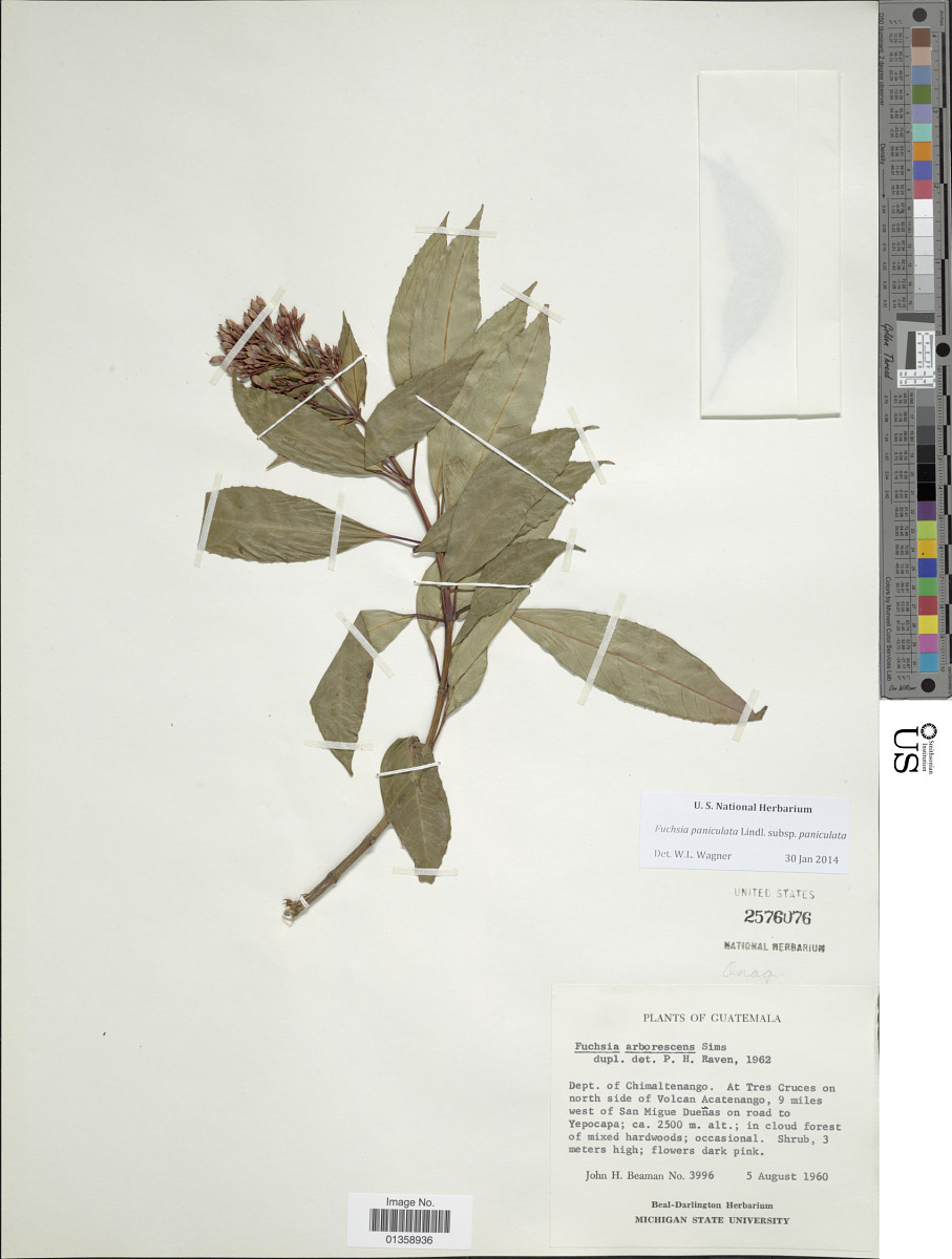 Onagraceae image