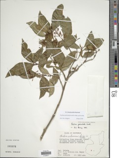 Image of Fuchsia arborescens