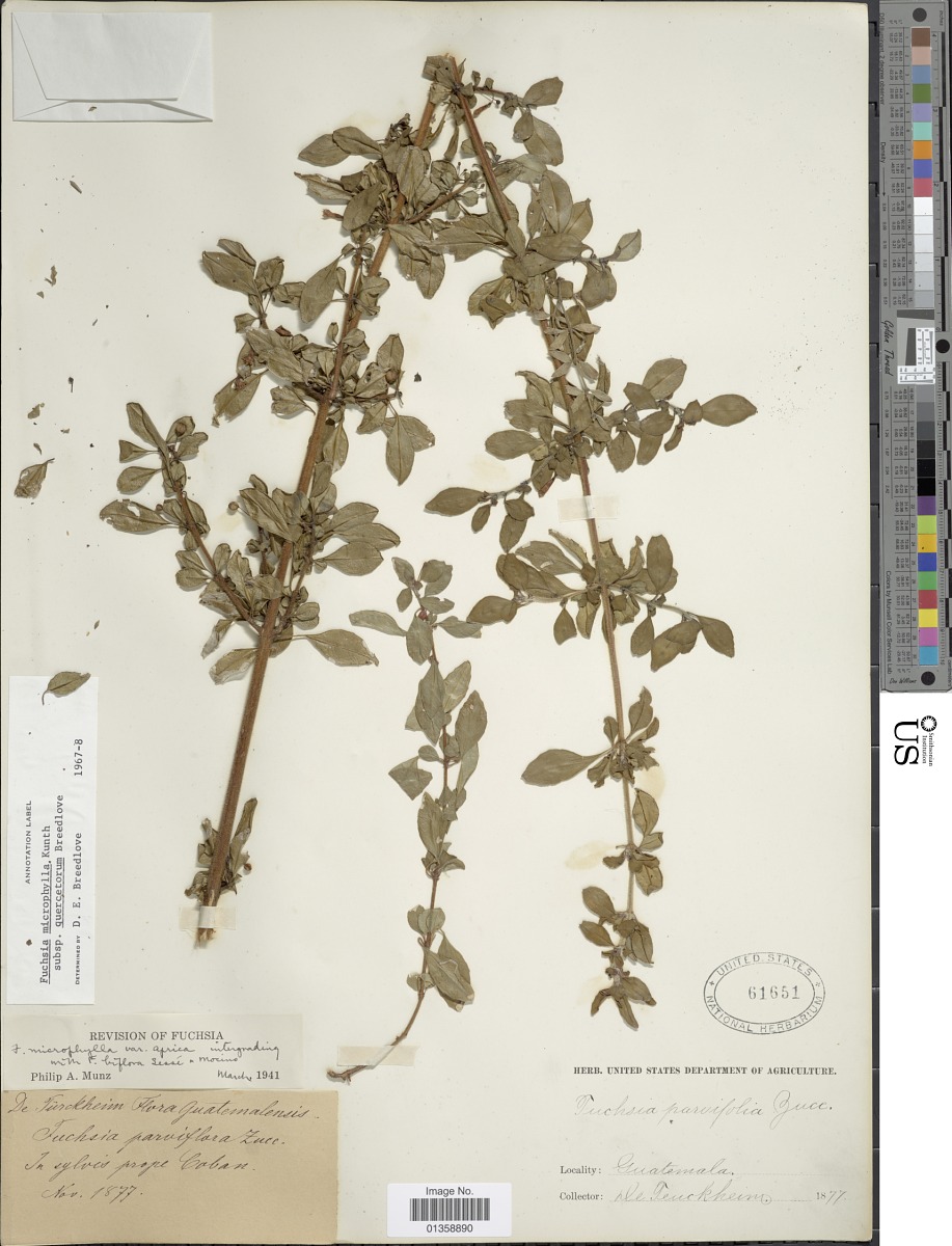 Fuchsia microphylla subsp. quercetorum image