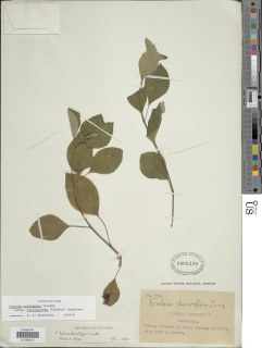 Fuchsia encliandra image