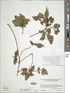 Fuchsia thymifolia subsp. minimiflora image