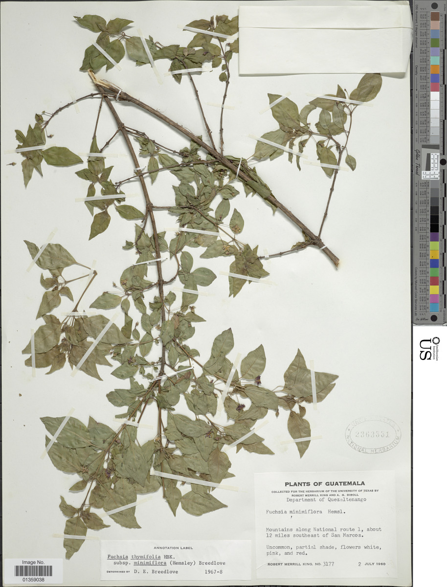 Fuchsia thymifolia image