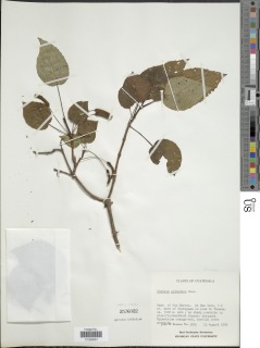 Image of Fuchsia splendens