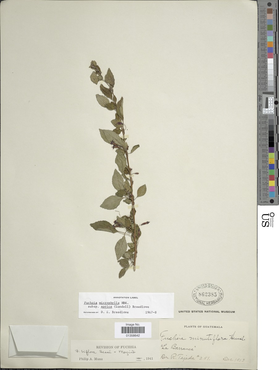 Fuchsia microphylla subsp. aprica image