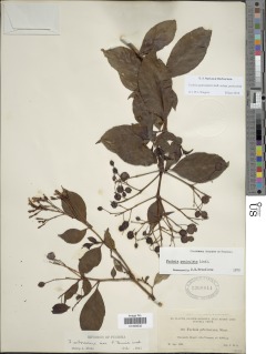 Fuchsia paniculata subsp. paniculata image
