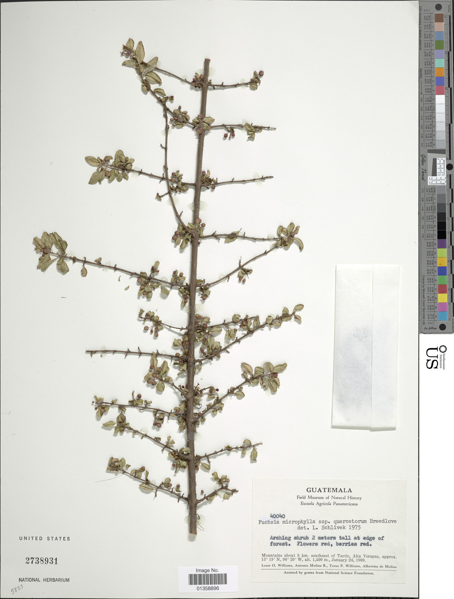 Fuchsia microphylla subsp. quercetorum image