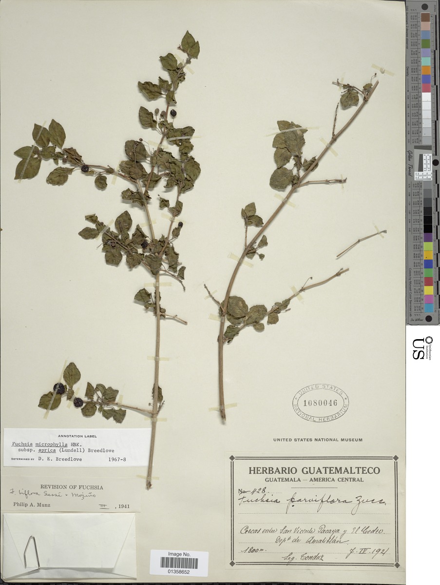 Fuchsia microphylla subsp. aprica image