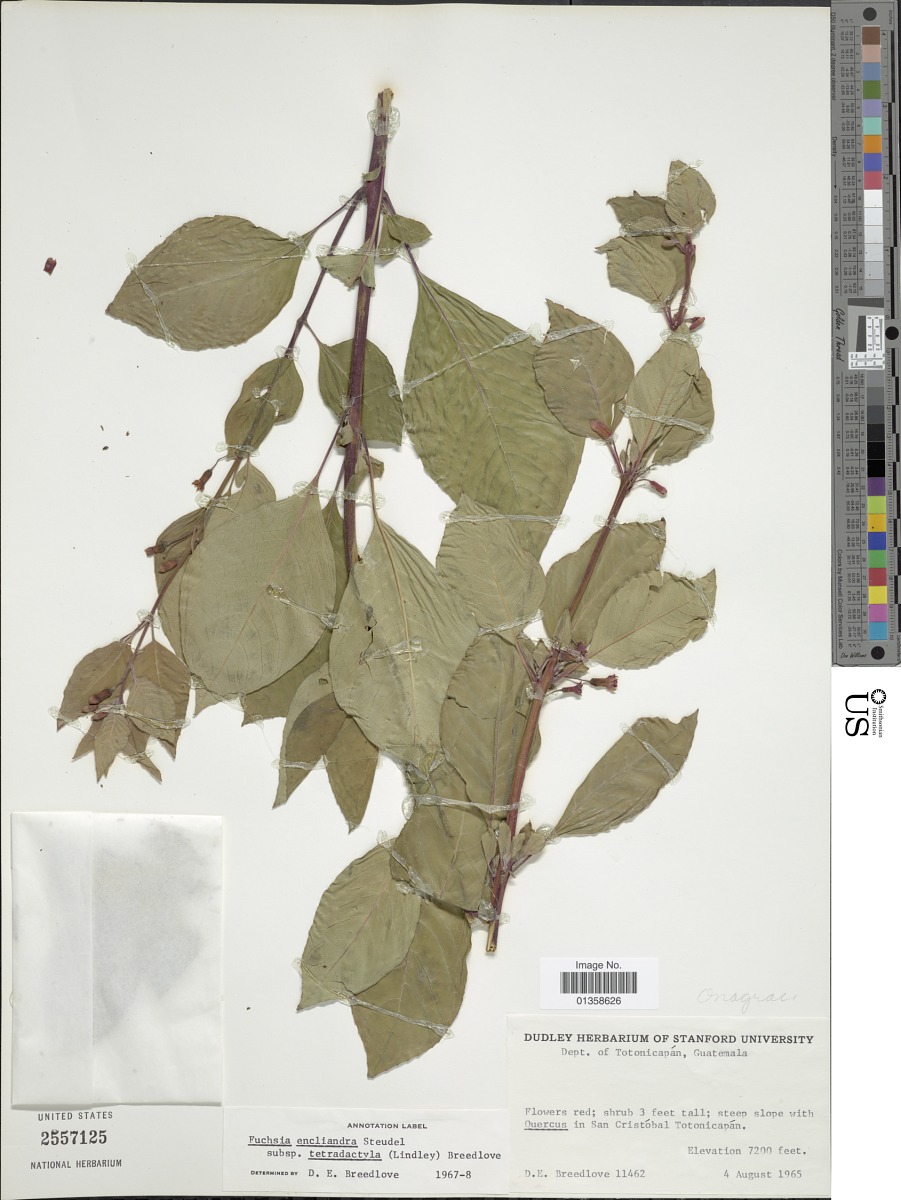Fuchsia encliandra subsp. tetradactyla image