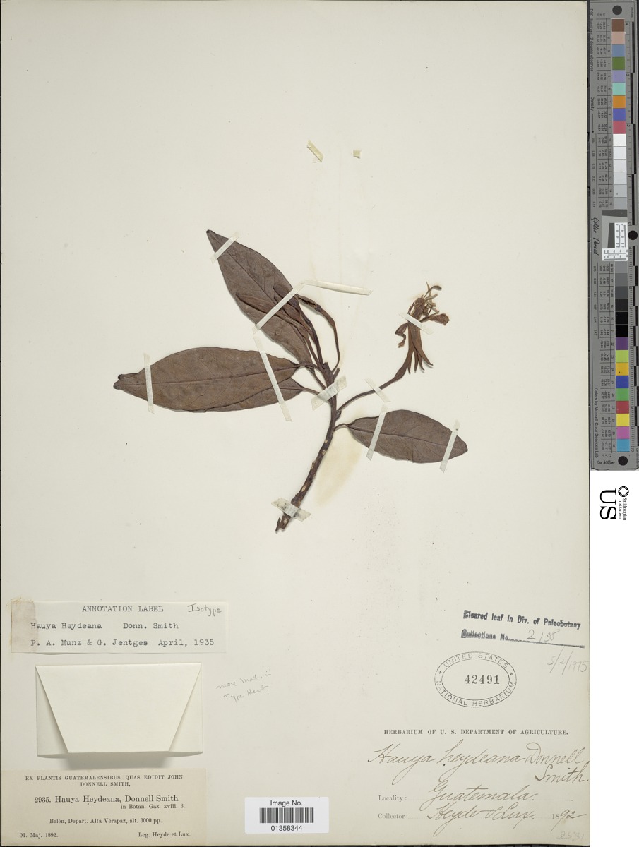 Hauya elegans subsp. barcenae image
