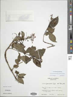 Fuchsia paniculata subsp. paniculata image