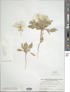 Oenothera deltoides image