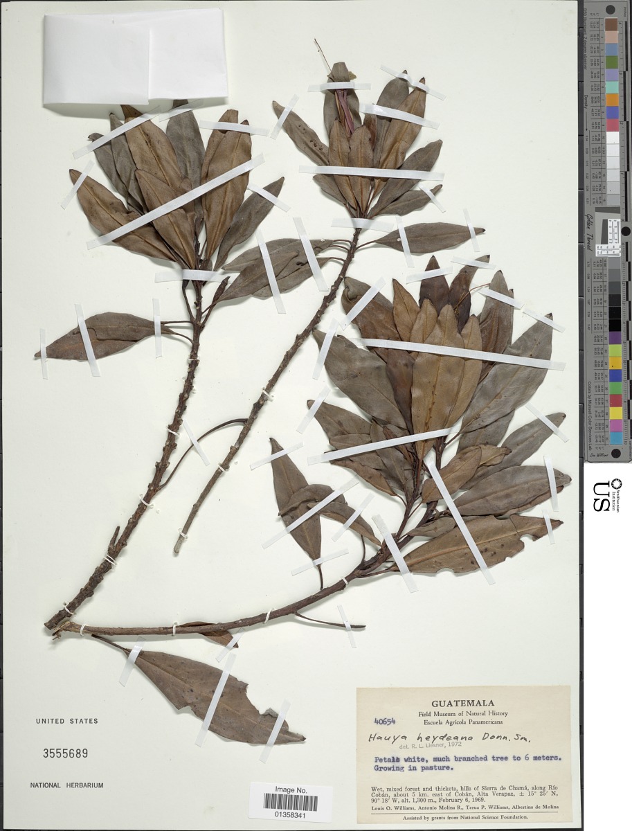 Hauya elegans subsp. barcenae image