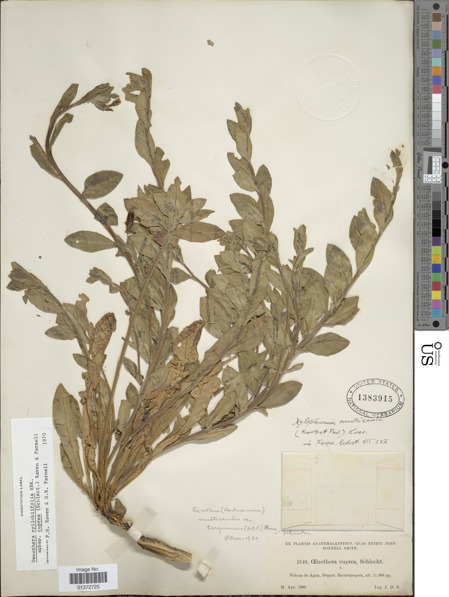 Oenothera epilobiifolia image