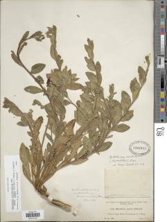 Oenothera epilobiifolia subsp. cuprea image