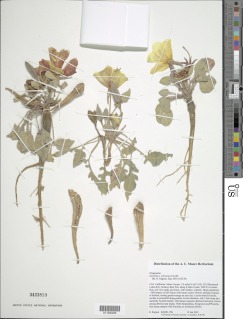 Oenothera xylocarpa image