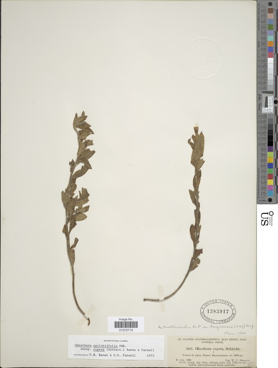 Oenothera epilobiifolia image