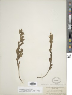 Oenothera epilobiifolia subsp. cuprea image