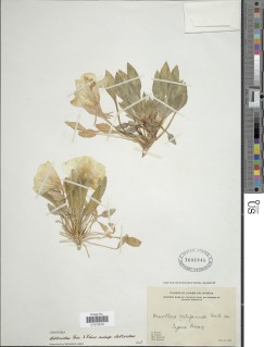 Oenothera deltoides subsp. deltoides image