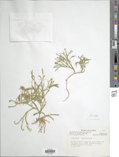Diphasiastrum complanatum subsp. complanatum image