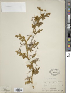 Austrolycopodium confertum image