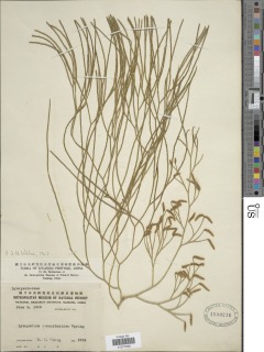 Lycopodiastrum casuarinoides image