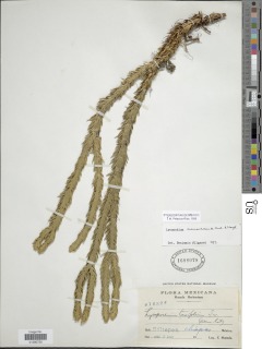Phlegmariurus cuernavacensis image