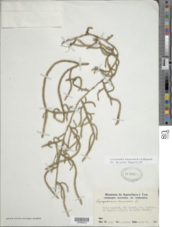 Palhinhaea steyermarkii image