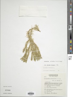 Phlegmariurus orizabae image