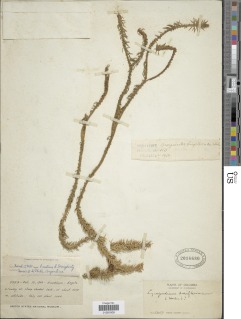 Phlegmariurus brongniartii image