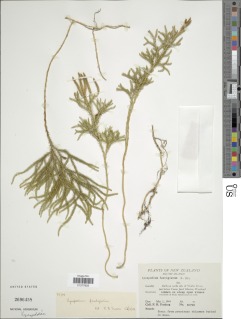 Austrolycopodium fastigiatum image