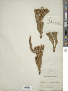 Phlegmariurus brevifolius image