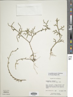 Image of Lycopodium cernuum