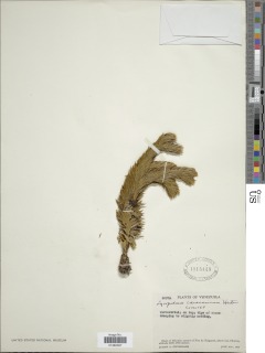 Phlegmariurus hartwegianus image