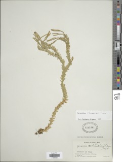 Phlegmariurus dichaeoides image